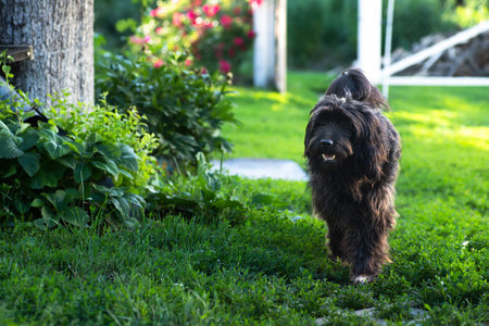 Black dog walking on the ground.の写真素材