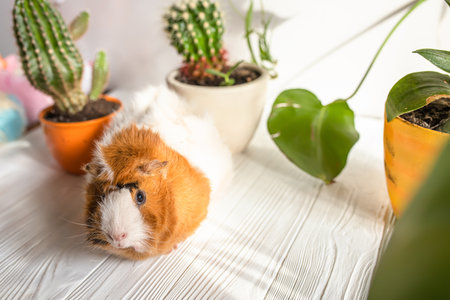 Cacti on the table. Guinea pig on a white table in the sunshine at home on a sunny dayの写真素材