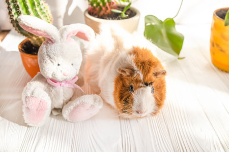 A guinea pig with a toy bunny on a white table at home.の写真素材