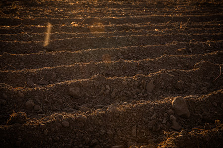 Freshly plowed soil at sunset, ready for planting. Warm, earthy hues blend with the evening sky, evoking renewal, growth, and seasonal transitions.の写真素材