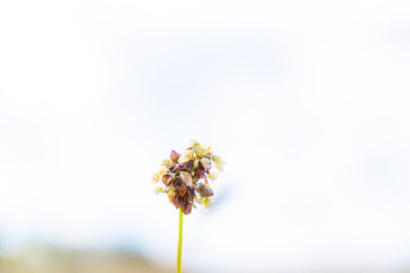 Buckwheat plant blooming under bright sky in a natural settingの写真素材