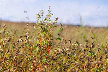 Buckwheat plants growing in a sunny field during harvest season