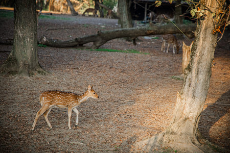 A young deer strolls gracefully among the trees in a serene woodland environment. Soft light filters through the leaves, creating a tranquil atmosphere as the animal explores its surroundings.の写真素材