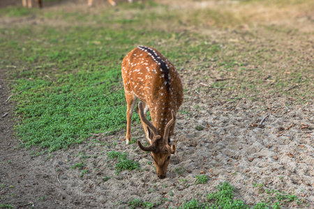 A lone deer carefully stepping across a small stream in the wilderness.の写真素材