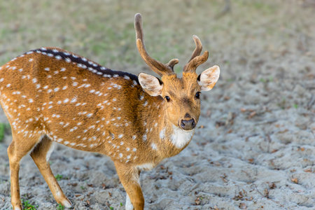 A deer standing in an open area.の写真素材