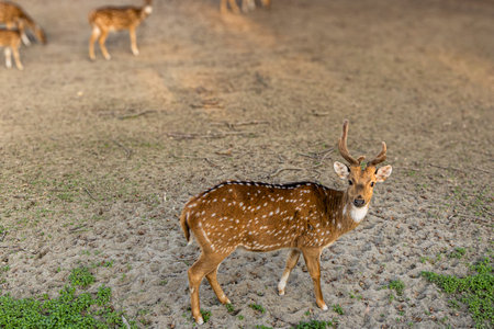 A majestic stag gazes into the distance as the golden light filters through the trees.の写真素材