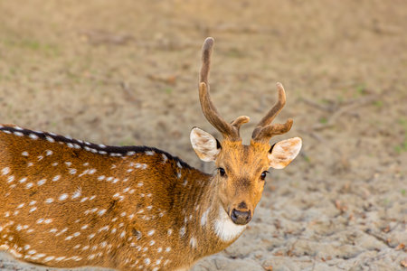 A majestic stag gazes into the distance as the golden light filters through the trees.の写真素材