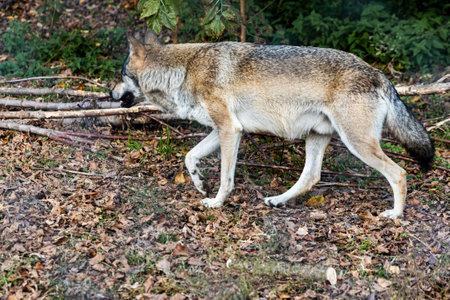 A wild wolf is seen standing among fallen autumn leaves, near a large tree in its natural habitat. Its fur blends with the earth tones of the forest, showing its keen presence.の写真素材