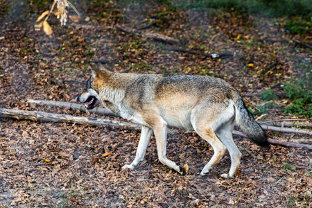 A wild wolf is seen standing among fallen autumn leaves, near a large tree in its natural habitat. Its fur blends with the earth tones of the forest, showing its keen presence.の写真素材