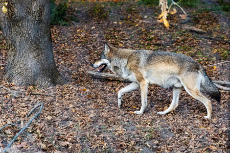 A wild wolf is seen standing among fallen autumn leaves, near a large tree in its natural habitat....