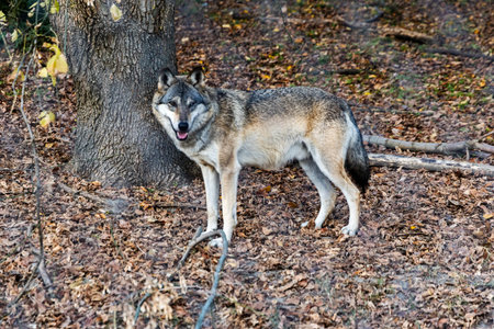 A lone wolf stands near a tree, its fur blending with the forest surroundings.
