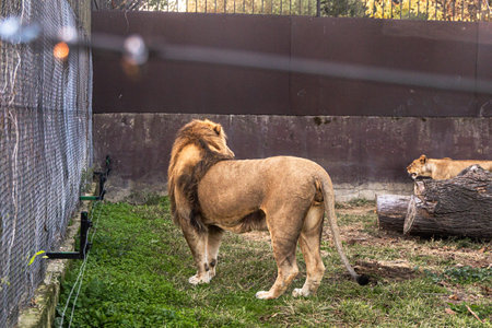 A lion stands majestically in its enclosure, attentively gazing at the surroundings. The setting...