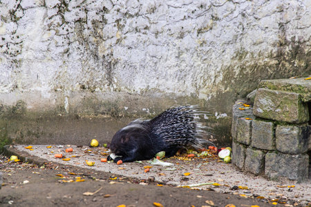 A lone wolf prowls through the misty forest.の写真素材