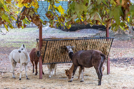 Llamas and goats gather around a feeding station filled with hay. The backdrop features colorful autumn leaves, enhancing the atmosphere of this tranquil farmyard scene.の写真素材