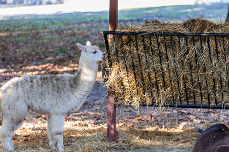A curious alpaca gazes into the camera, its soft fur illuminated by the sun.の写真素材