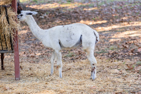 A group of llamas stands together in a grassy pasture, their woolly coats thick and warm.の写真素材