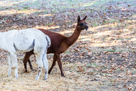 A young llama runs playfully across a field, its hooves kicking up dust.の写真素材