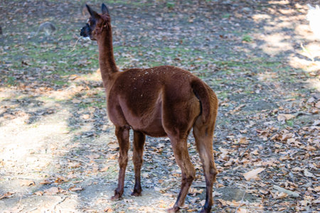A brown llama stands gracefully in a peaceful area covered with autumn leaves, basking in the warmth of the sun. It seems to enjoy the serene atmosphere and surroundings.の写真素材