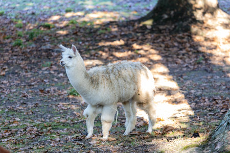A curious llama gazes into the camera, its soft fur illuminated by the sun.の写真素材