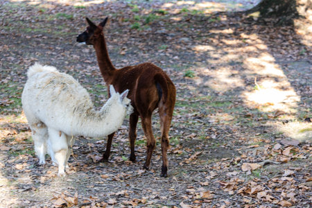A fluffy llama rests in the shade, enjoying the peaceful afternoon.の写真素材
