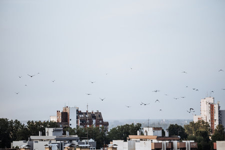 Birds in the sky above city during foggingの写真素材