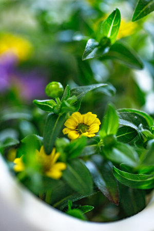 mini yellow Sanvitalia, creeping zinnia, miniature sunflower, golden carpet flowers blooming among...