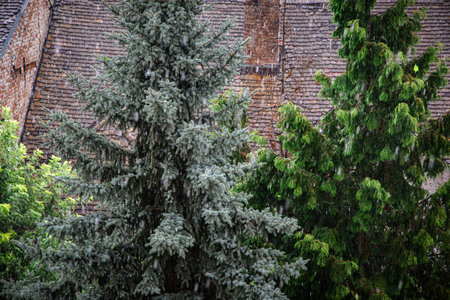 Urban rain over evergreen treesの写真素材