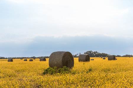 Freshly rolled hay bales resting on a sunlit harvested field.