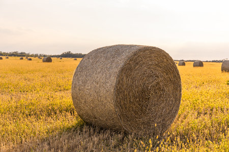 Freshly rolled hay bales resting on a sunlit harvested field.