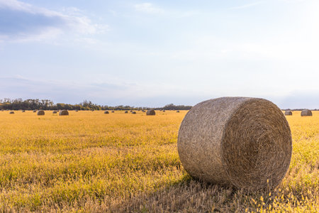 Golden hay bales neatly placed in a wide open summer landscape.の写真素材