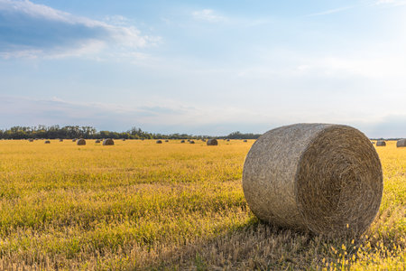 Freshly rolled hay bales resting on a sunlit harvested field.の写真素材