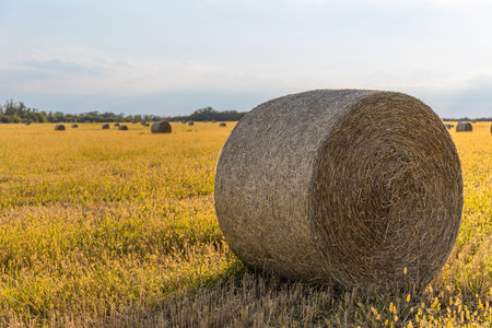 Round hay bales scattered across a peaceful rural field.の写真素材