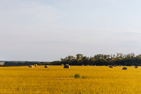 Freshly rolled hay bales resting on a sunlit harvested field.の写真素材