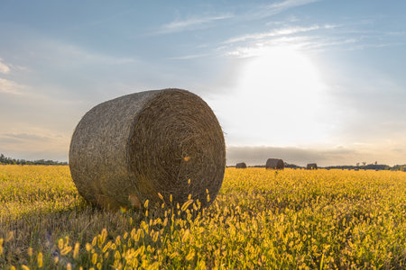 Golden hay bales neatly placed in a wide open summer landscape.の写真素材
