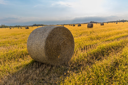 Golden hay bales neatly placed in a wide open summer landscape.の写真素材