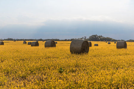 Freshly rolled hay bales resting on a sunlit harvested field.の写真素材