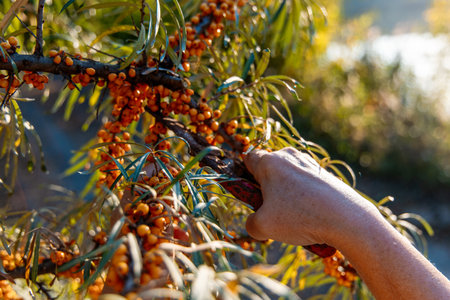 A hand reaching out to collect bright orange sea buckthorn berries from a lush green tree in an orchard. The warm sunlight enhances the vibrant colors of the fruits.の写真素材