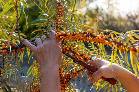 A hand reaching out to collect bright orange sea buckthorn berries from a lush green tree in an orchard. The warm sunlight enhances the vibrant colors of the fruits.の写真素材