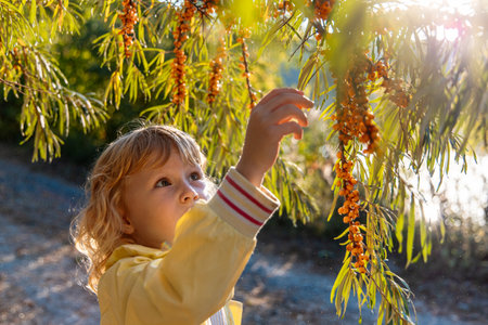 Girl picking orange sea buckthorn berries in garden.の写真素材