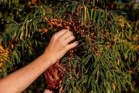 Teen hand picking sea buckthorn berriesの写真素材