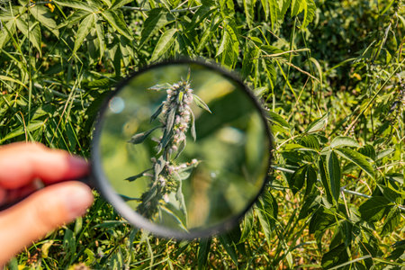 Series of plants and flowers viewed through a magnifying glass in a green garden setting.の写真素材