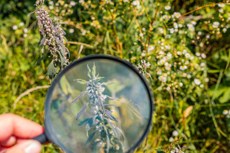 Series of plants and flowers viewed through a magnifying glass in a green garden setting.の写真素材