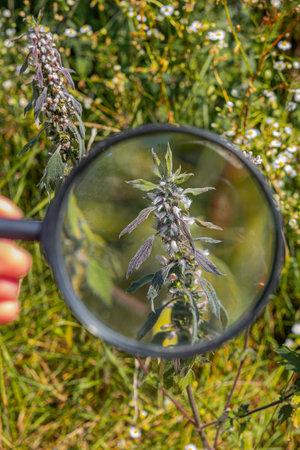 Series of plants and flowers viewed through a magnifying glass in a green garden setting.の写真素材