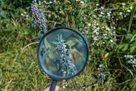 Series of plants and flowers viewed through a magnifying glass in a green garden setting.の写真素材