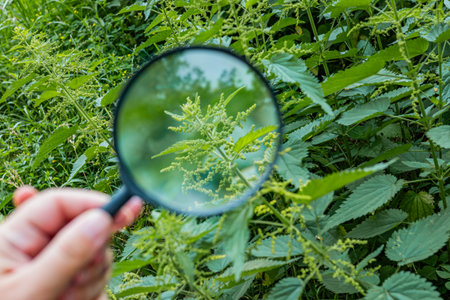Macro-style close-up highlighting the stinging hairs of nettle using a handheld magnifier educational study.の写真素材