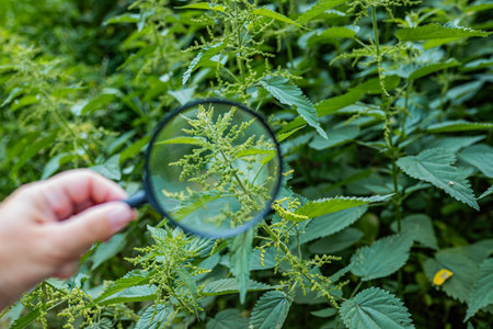 Flowering clusters of Urtica dioica observed through a lens field botany and ecology theme.の写真素材