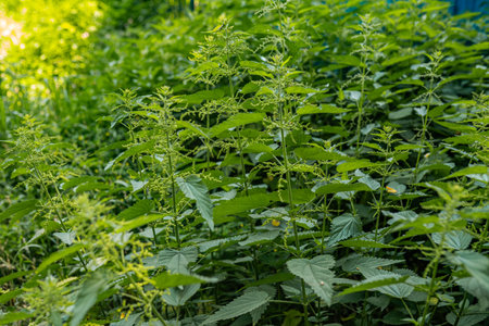 Stinging nettle colony spreads beside the road wild greenery and weed management theme.の写真素材