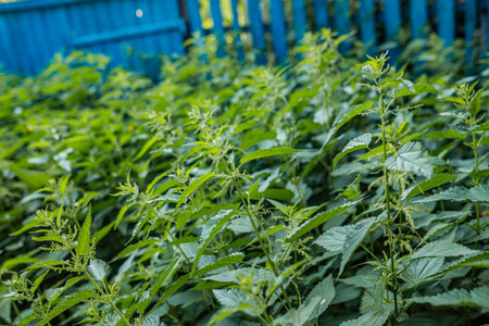 Lush nettle plants create a green wall along the path hedgerow concept and seasonal growth.の写真素材