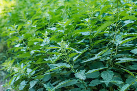 A dense patch of nettles grows next to a walking trail in summer green foliage and serrated leaves.の写真素材