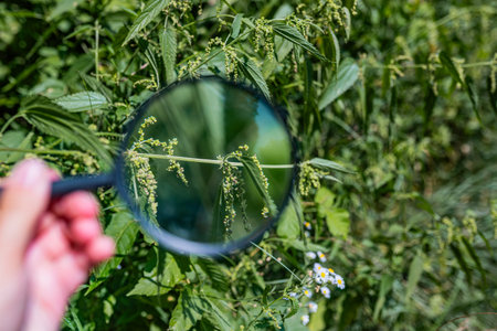Flowering clusters of Urtica dioica observed through a lens field botany and ecology theme.の写真素材